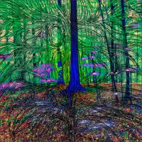 Dans les forêts - L'arbre bleu de forêt du Dählhölzli, BernePhotographie 50x50 cm