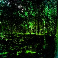 Paysages choisis 43 - La forêt de Fontainebleau - La lumière et les ombres Photographie Diptyque 200x70 cm