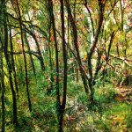 Série Jardins infinis - Éblouissement - Fontainebleau - Technique mixte sur toile - 100 x 100 cm