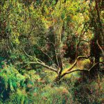 Série Jardins infinis - Pluie de lumière - Technique mixte sur toile - 100 x 100 cm